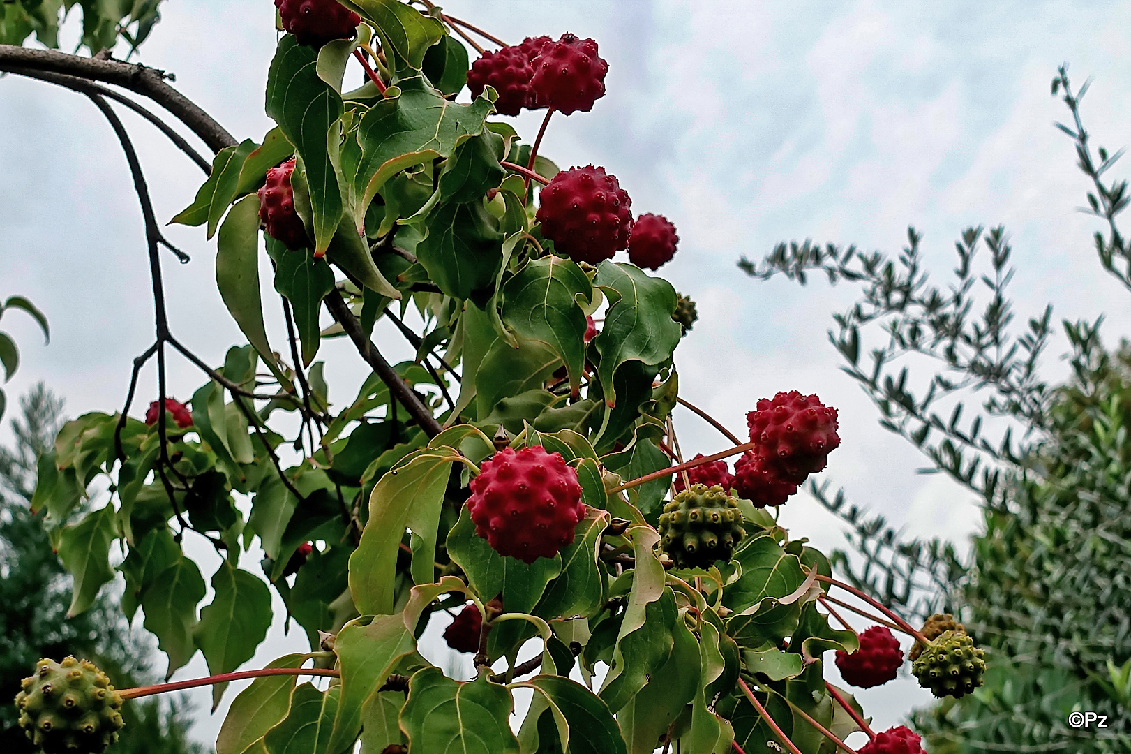 Mittwochsblümchen: Asiatischer Blüten-Hartriegel ...