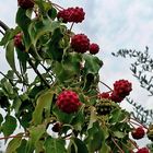 Mittwochsblümchen: Asiatischer Blüten-Hartriegel ...