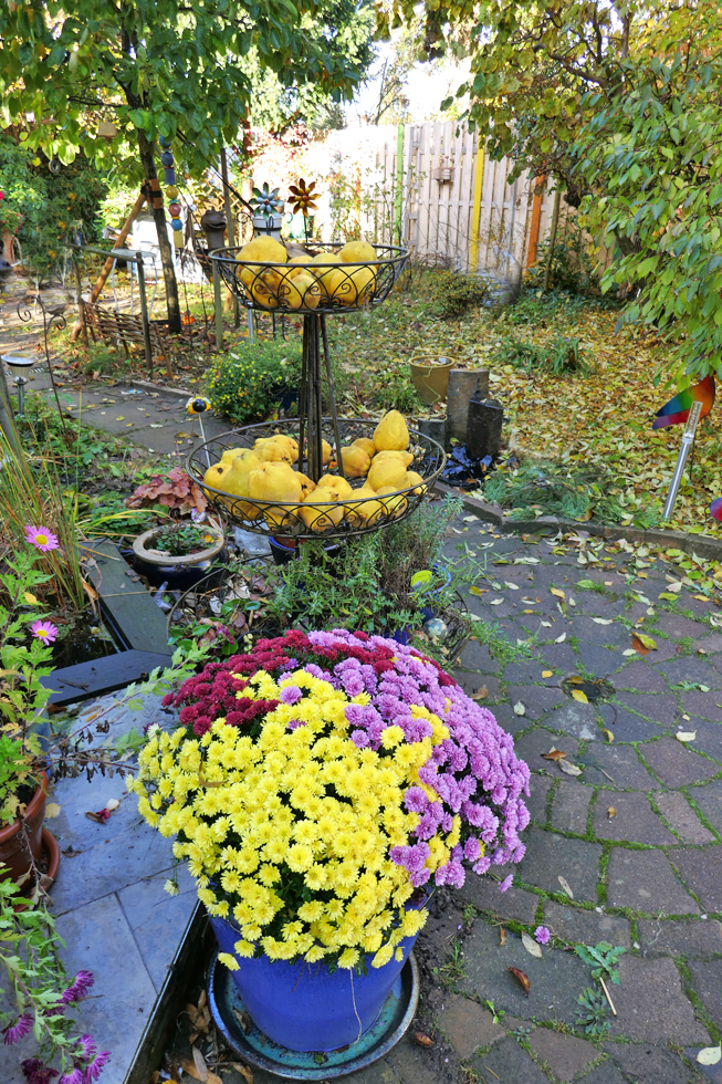 Mittwochsblümchen: Astern im Garten