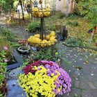 Mittwochsblümchen: Astern im Garten