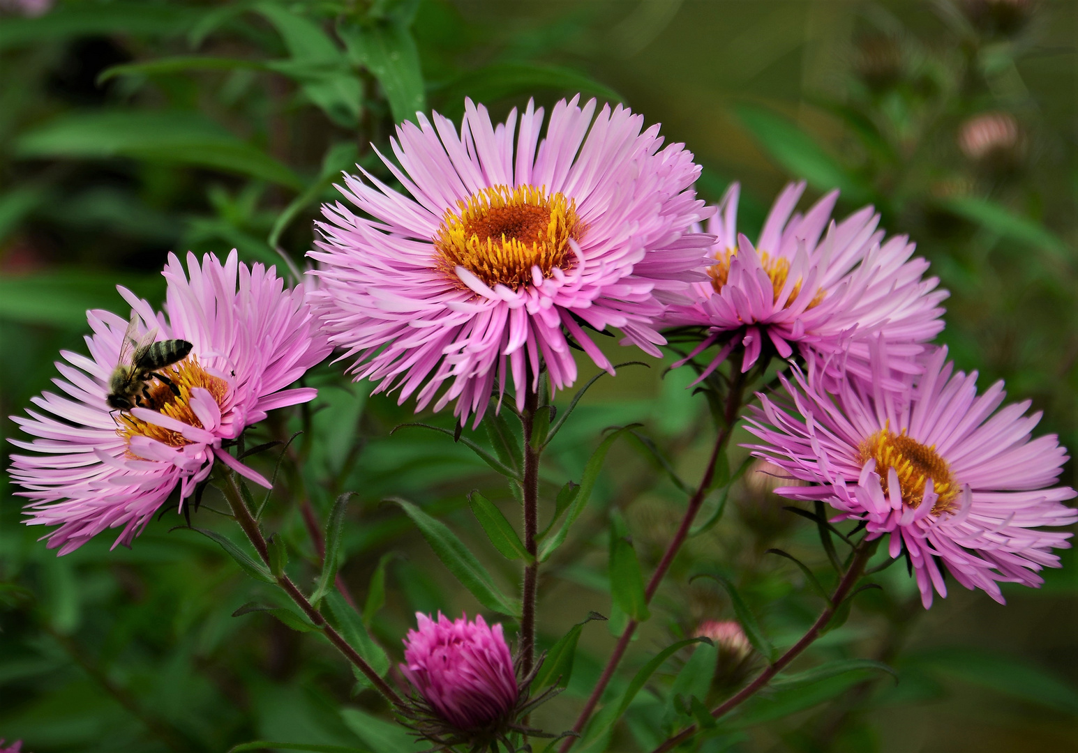 Mittwochsblümchen , Astern  mit Biene 