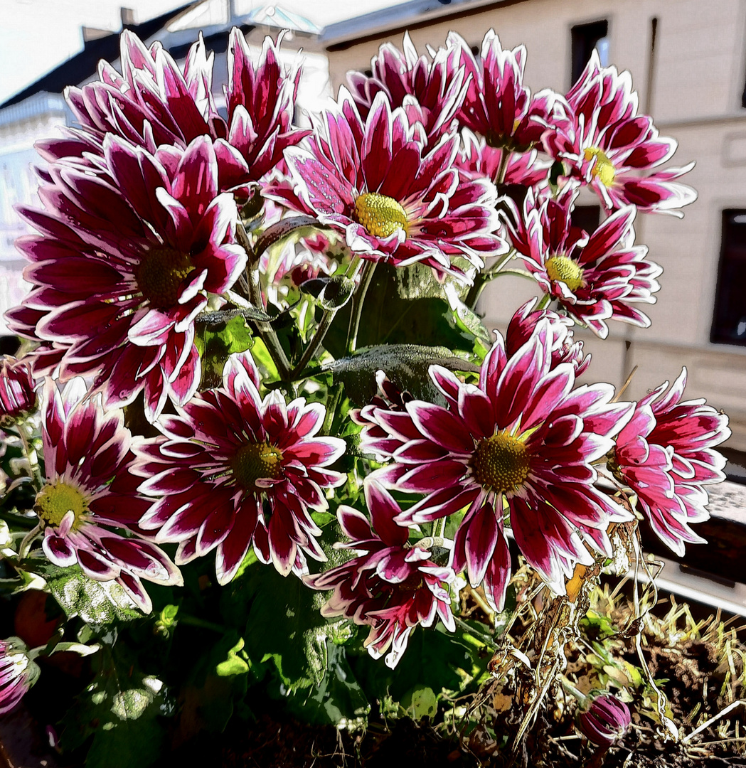 Mittwochsblümchen auf dem Balkon mitten in der Stadt