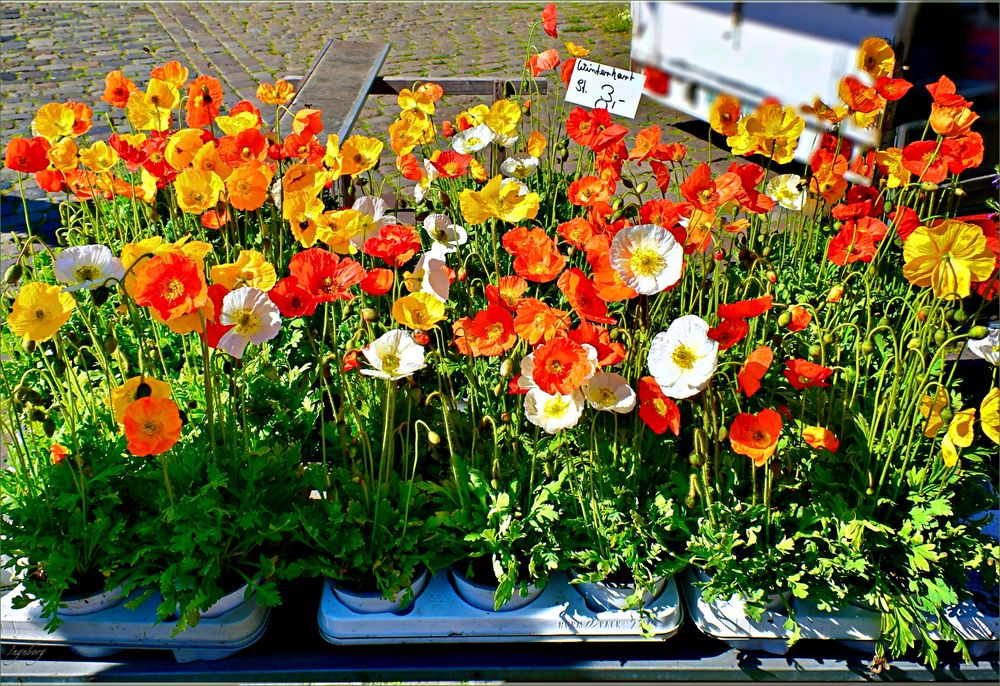 *  Mittwochsblümchen auf dem Markt  *