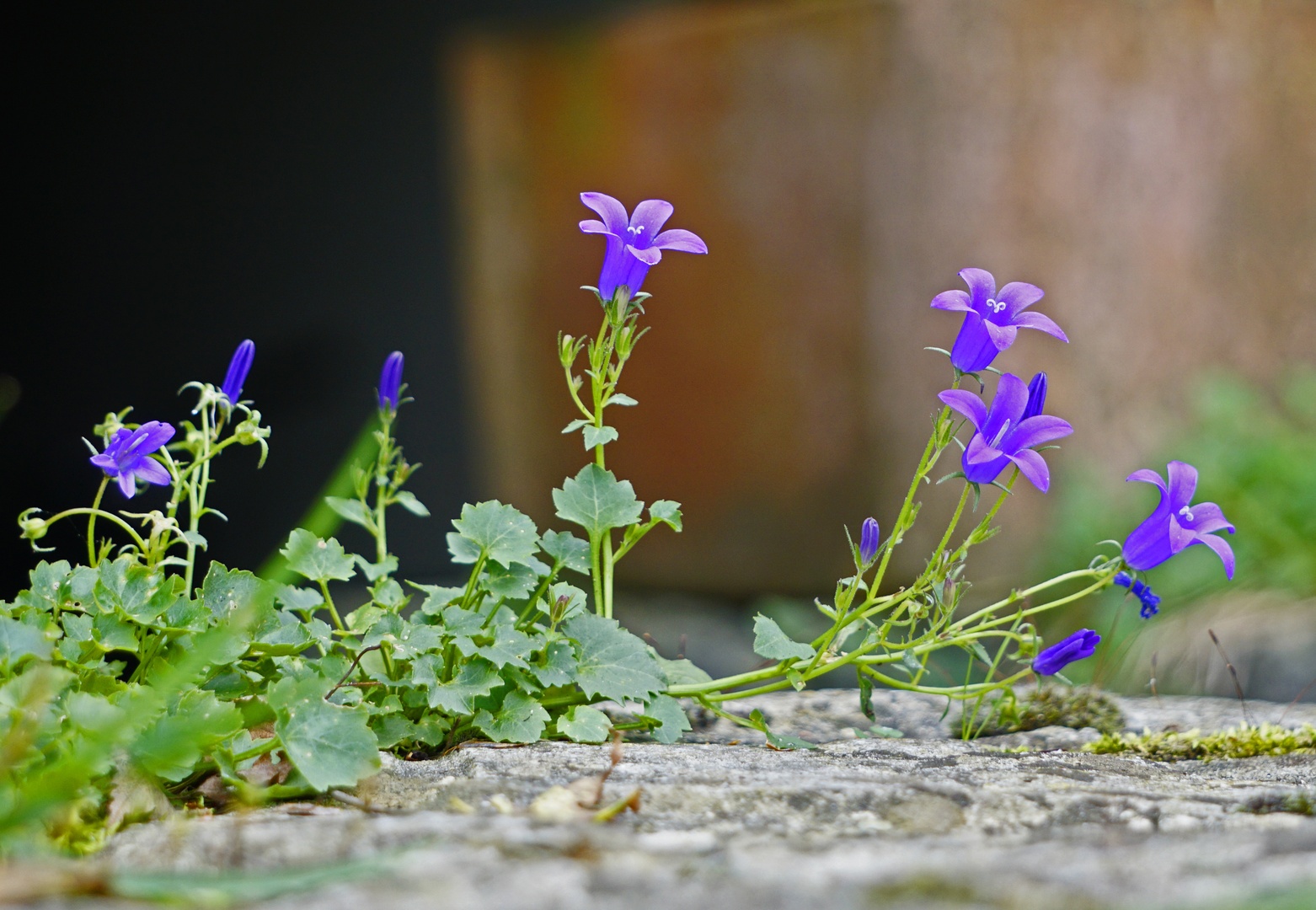 Mittwochsblümchen - Auf der Mauer....