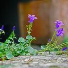 Mittwochsblümchen - Auf der Mauer....