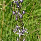 Mittwochsblümchen: Auf der Roten Liste: Blauer Sumpfstern, Moorenzian