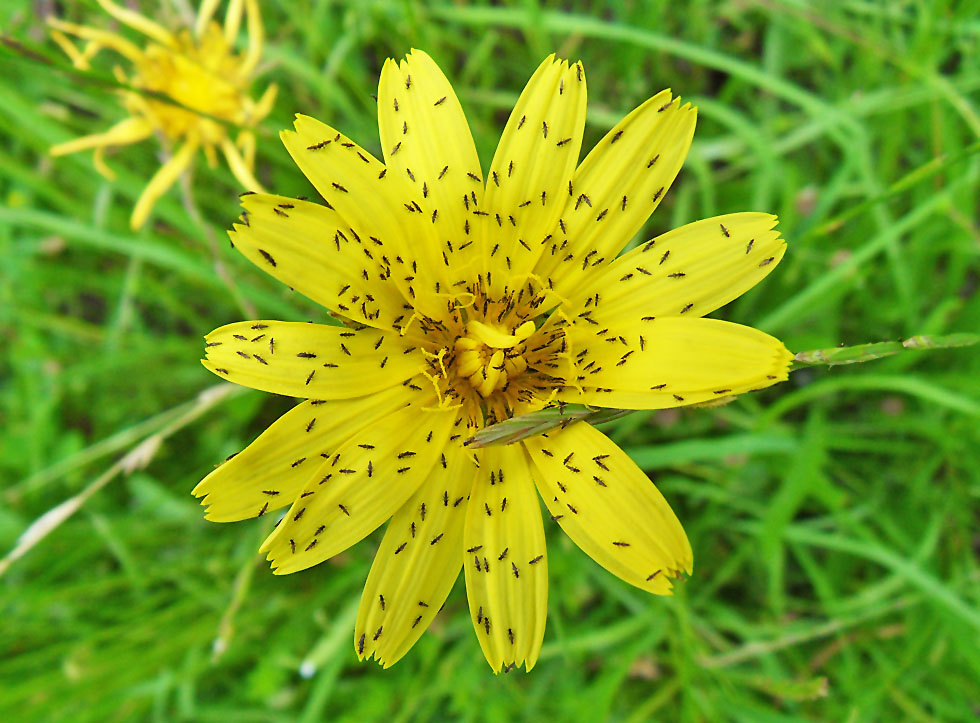 Mittwochsblümchen: Auf einer Wiese