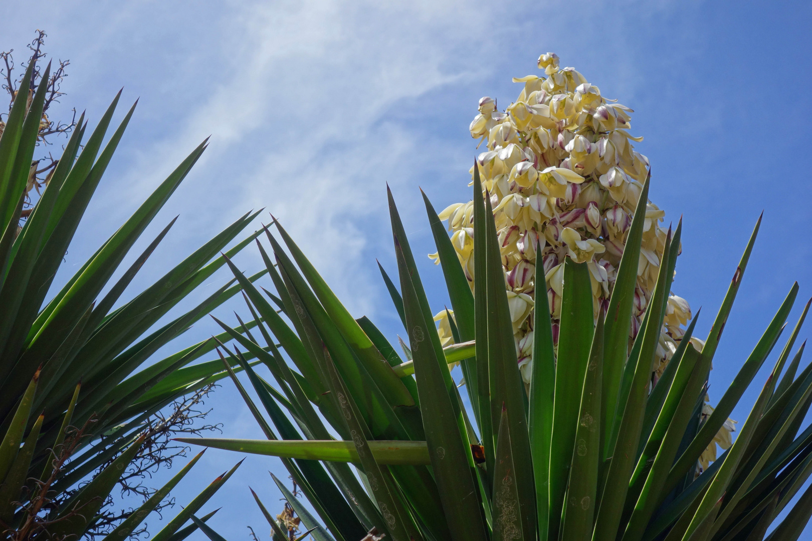 Mittwochsblümchen auf Fuerteventura