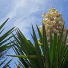 Mittwochsblümchen auf Fuerteventura