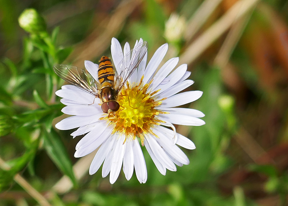 Mittwochsblümchen: ...auf ihr eine Schwebfliege.