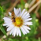 Mittwochsblümchen: ...auf ihr eine Schwebfliege.