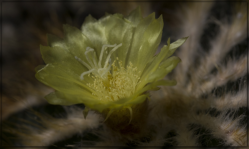 Mittwochsblümchen auf Kaktus