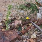 Mittwochsblümchen auf marodem Untergrund