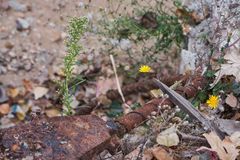 Mittwochsblümchen auf marodem Untergrund