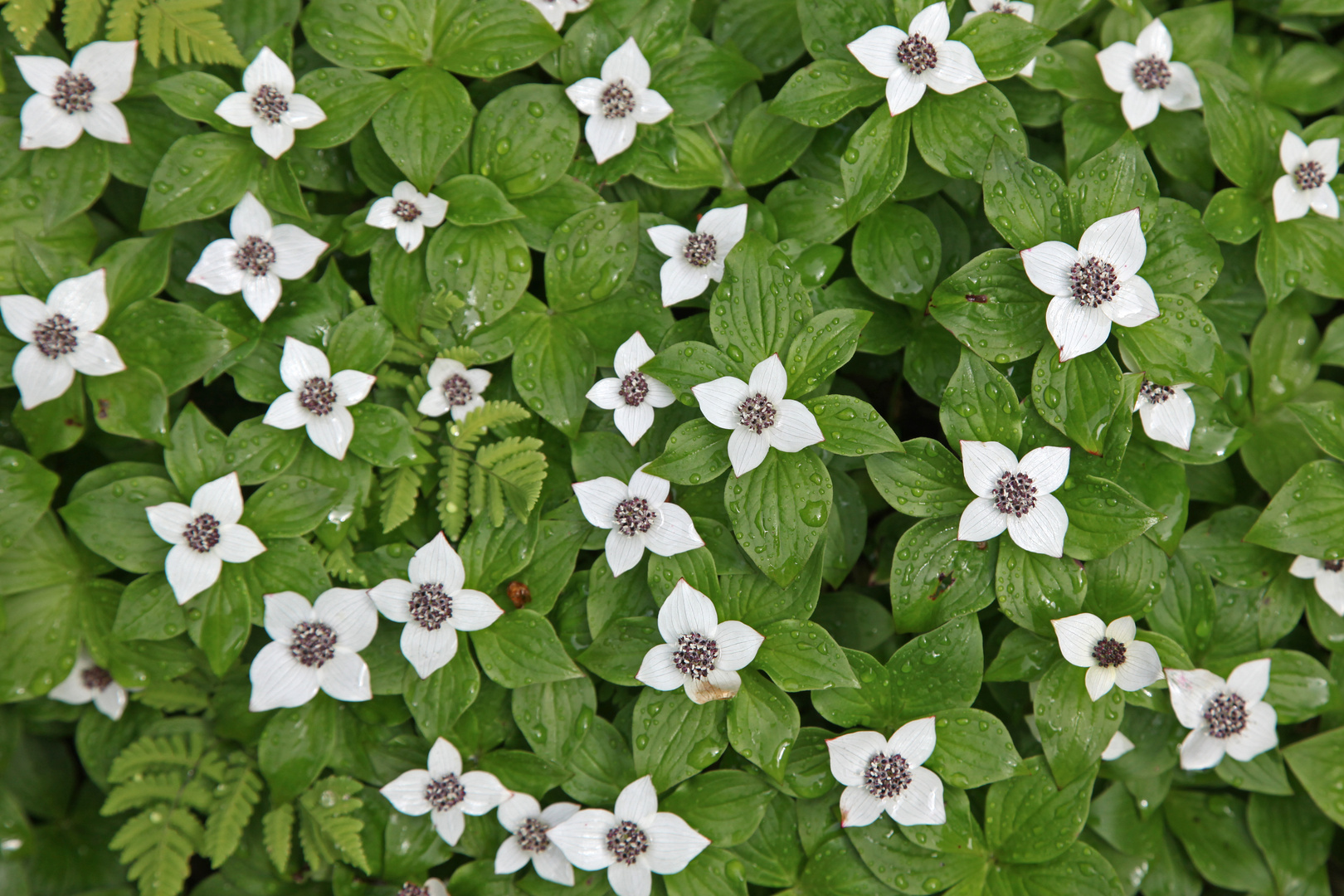 Mittwochsblümchen aus Alaska