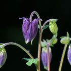 Mittwochsblümchen aus dem Archiv