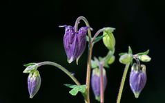 Mittwochsblümchen aus dem Archiv