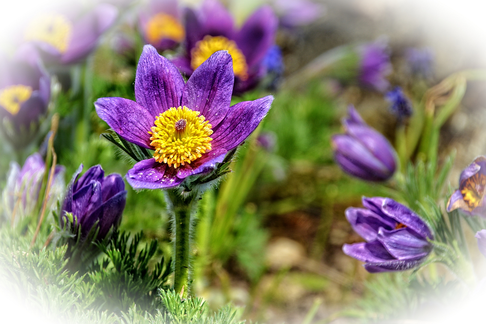 Mittwochsblümchen aus dem Botanischen Garten in Göttingen