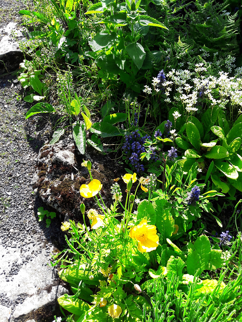 Mittwochsblümchen aus dem Botanischen Garten in Göttingen