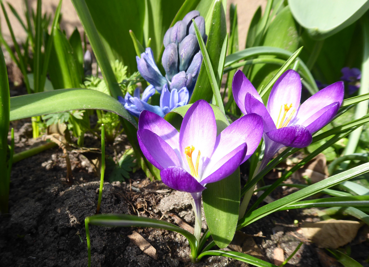 Mittwochsblümchen aus dem Garten