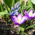 Mittwochsblümchen aus dem Garten