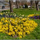 Mittwochsblümchen aus dem Kurpark