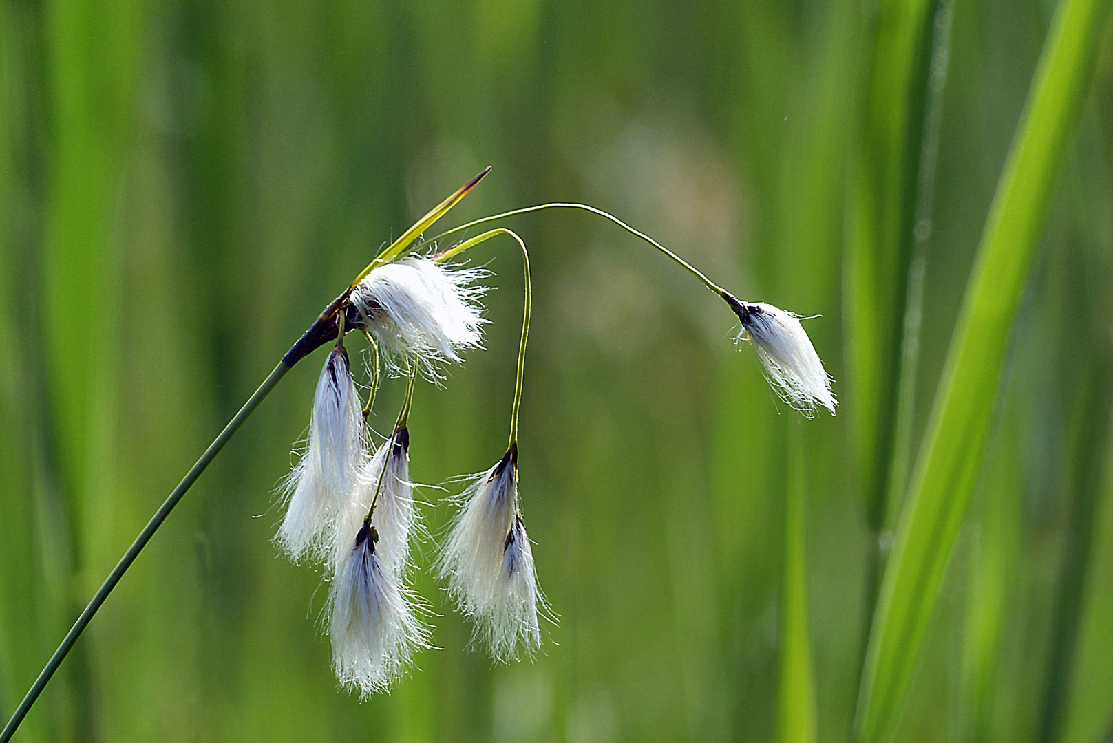 Mittwochsblümchen aus dem Ried