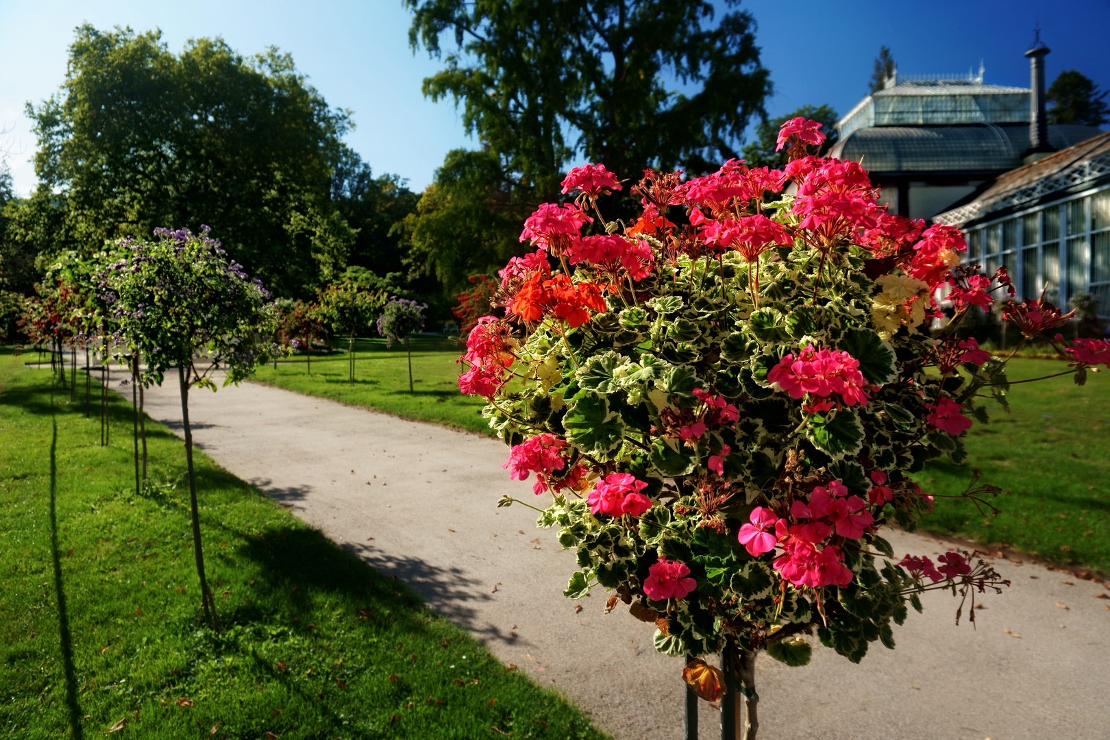 Mittwochsblümchen aus dem Schlossgarten Kassel Wilhelmshöhe