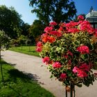 Mittwochsblümchen aus dem Schlossgarten Kassel Wilhelmshöhe