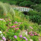 Mittwochsblümchen aus dem Trebah Garden