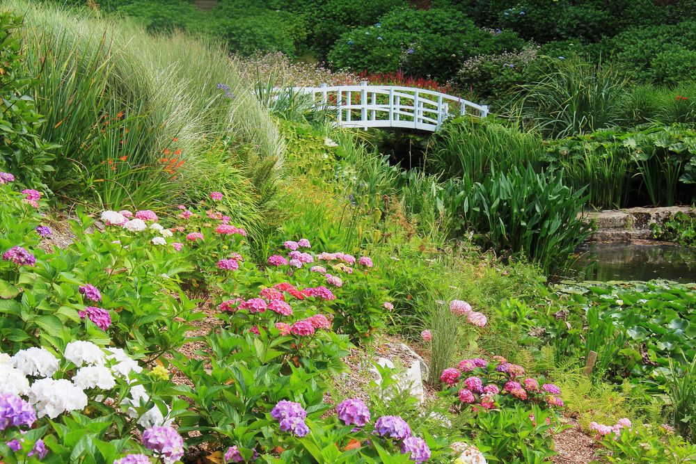 Mittwochsblümchen aus dem Trebah Garden