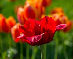 Mittwochsblümchen aus dem Tulpenfeld