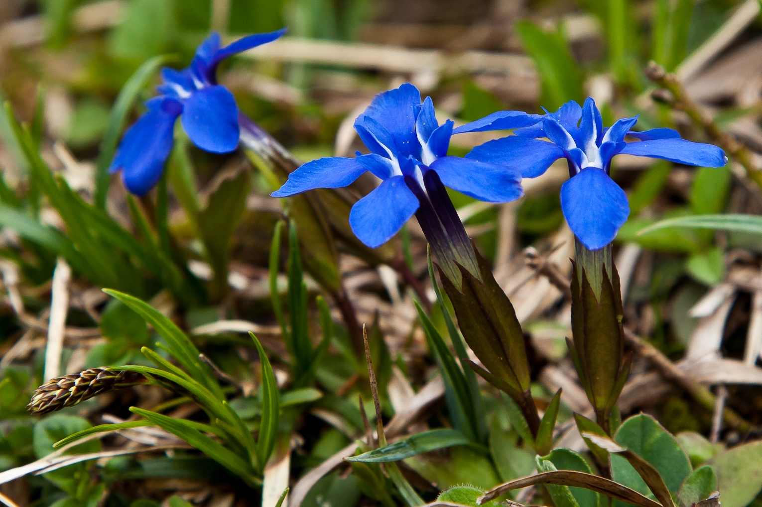 Mittwochsblümchen aus den Bergen