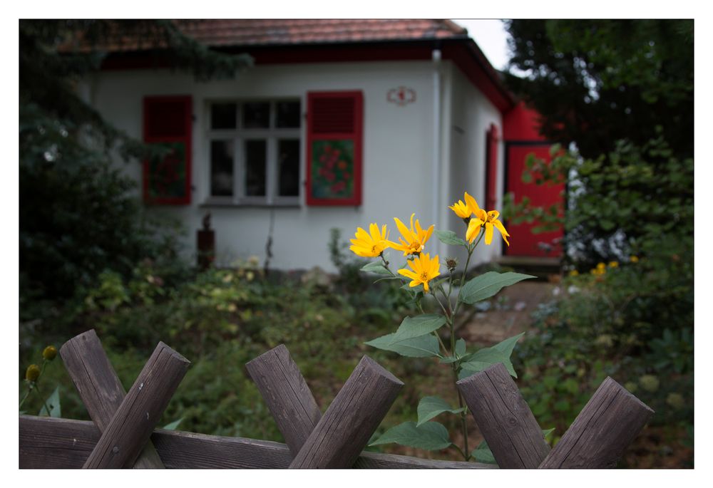 Mittwochsblümchen aus Hellerau