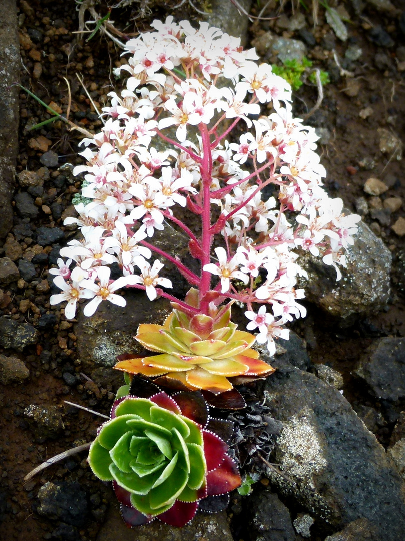 Mittwochsblümchen aus Island