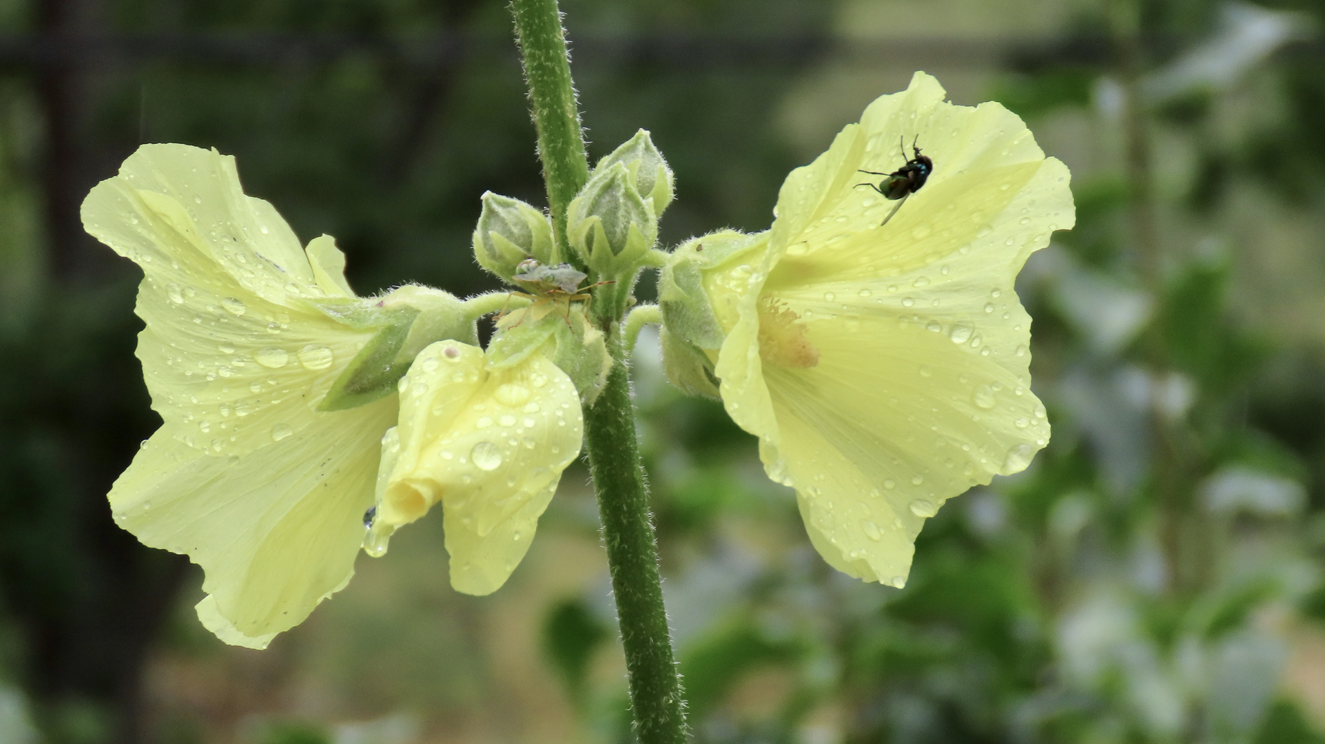 Mittwochsblümchen aus Nachbars Garten........