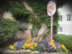 Mittwochsblümchen aus Südtirol