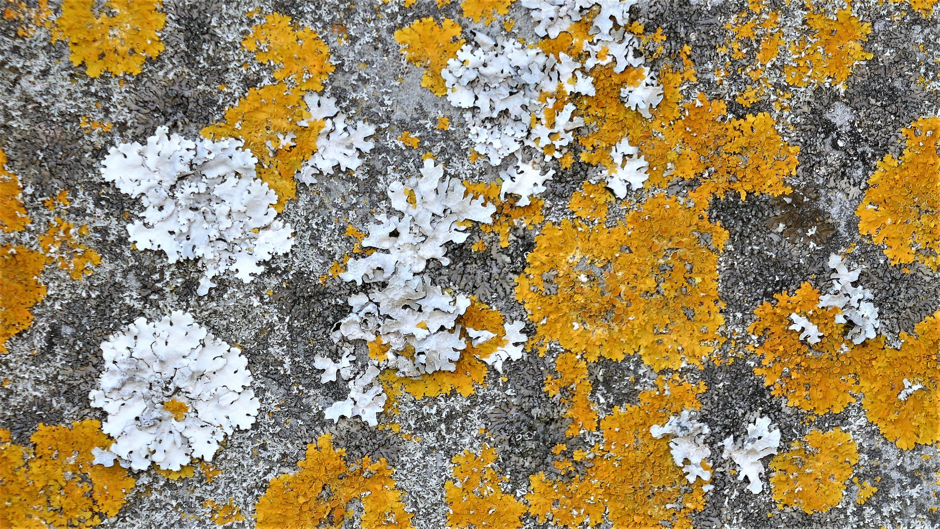 Mittwochsblümchen;-) - ausdauernd, übersteht auch den Winter...