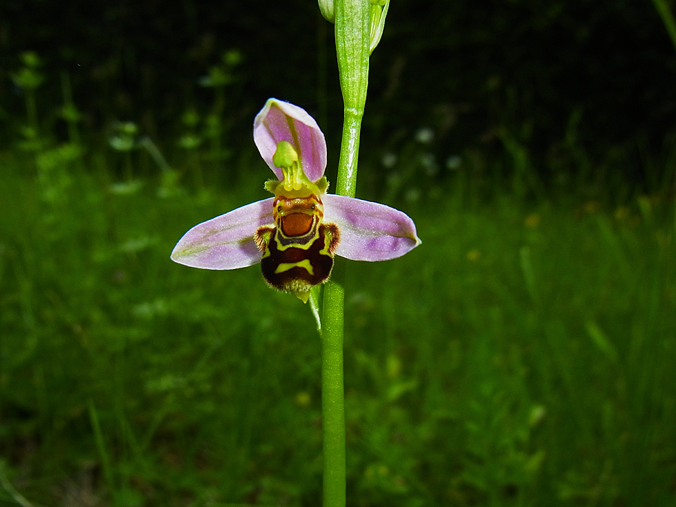 Mittwochsblümchen