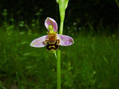 Mittwochsblümchen