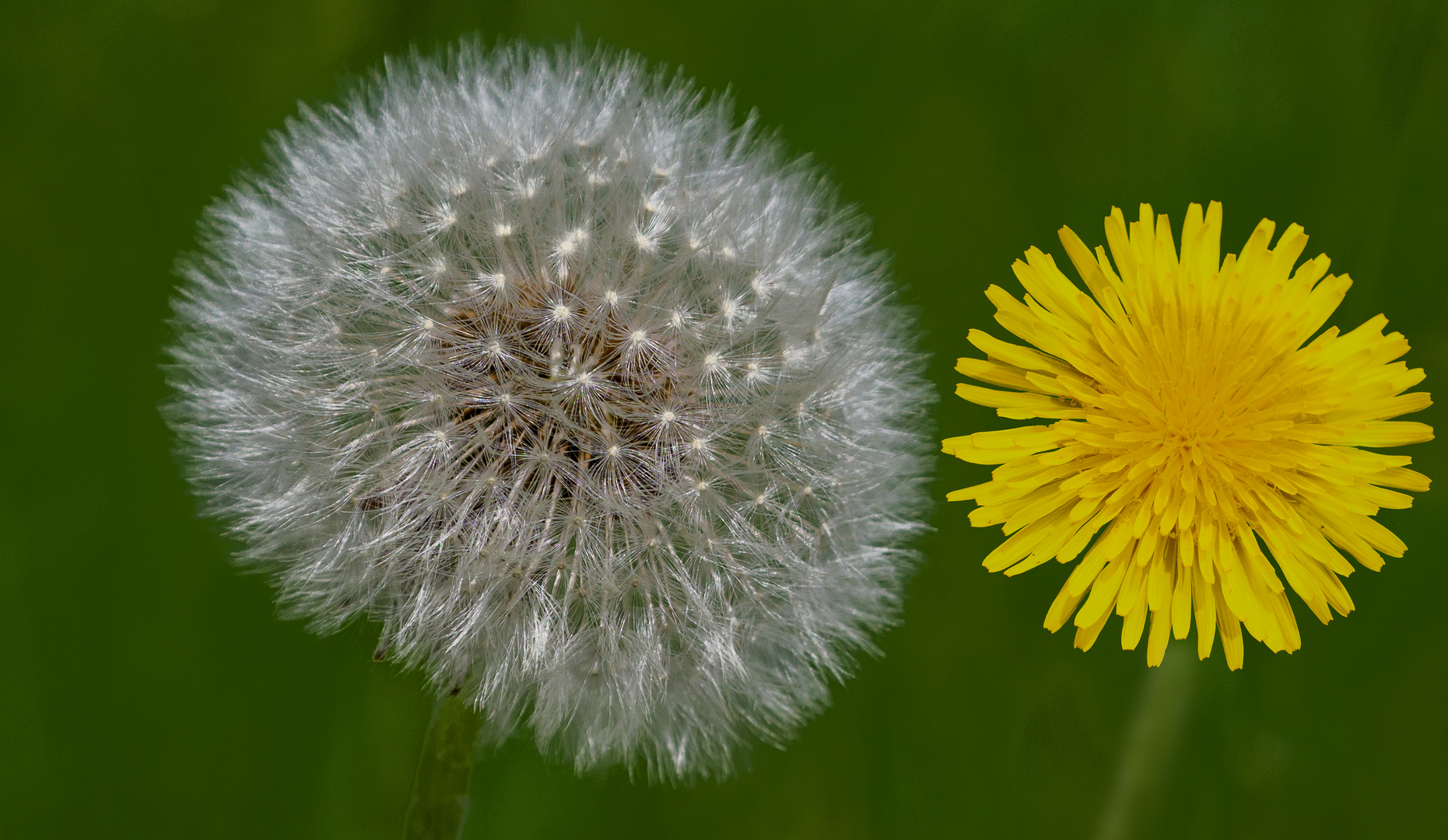 Mittwochsblümchen