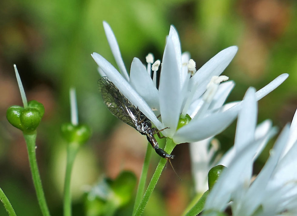 Mittwochsblümchen: Bärlauchblüte