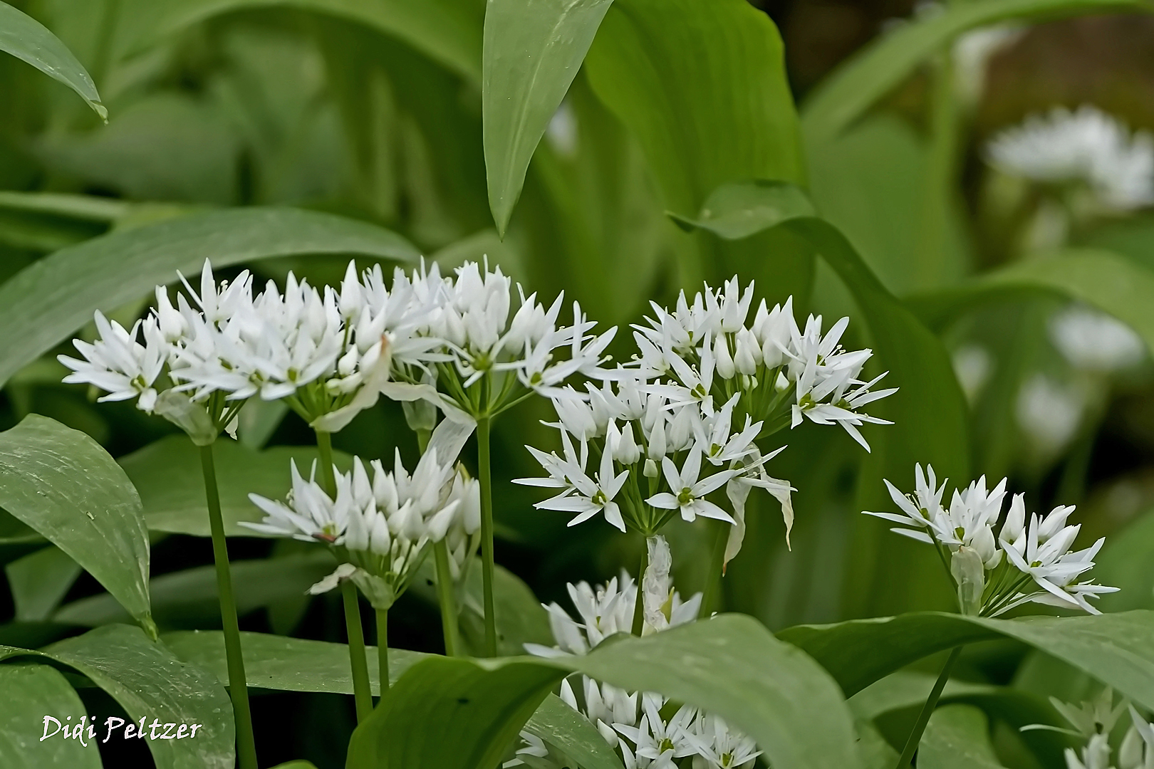 Mittwochsblümchen: Bärlauchblüten ...