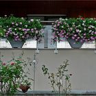  Mittwochsblümchen - Balkonblumen