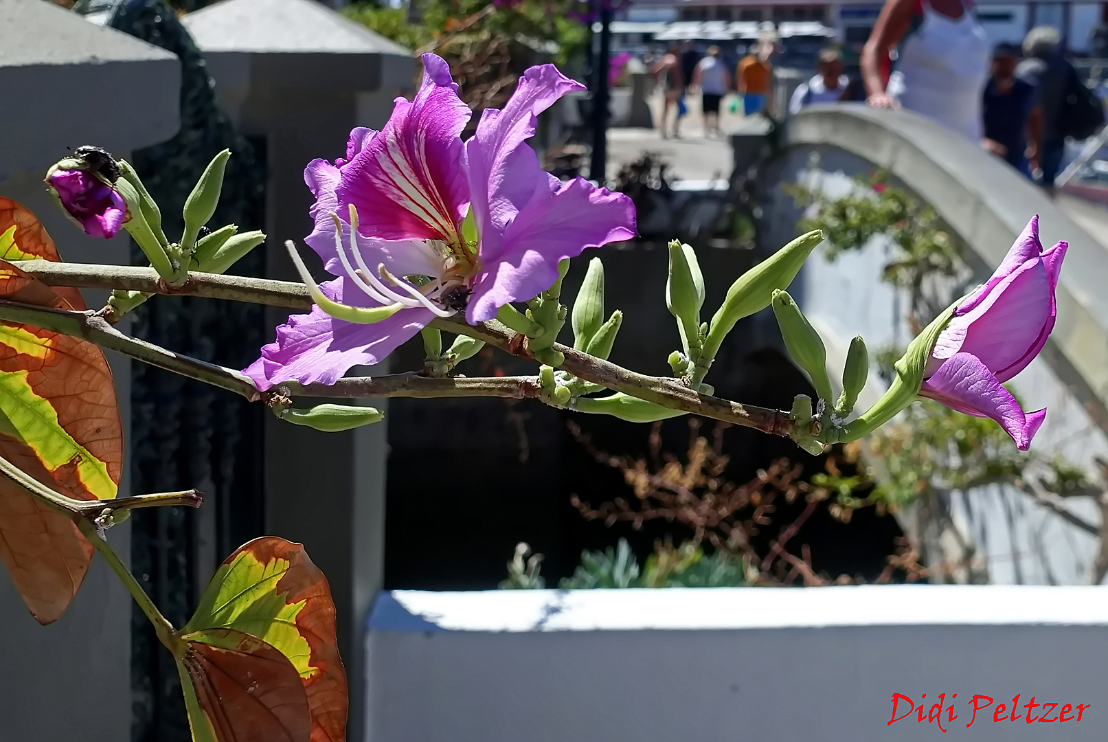 Mittwochsblümchen: Bauhinien/Hongkong-Orchideen ...