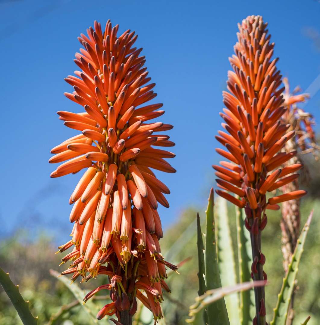 Mittwochsblümchen - Baum-Aloe (Aloe-ferox)