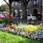 Mittwochsblümchen: Bayreuth 30.8.2019