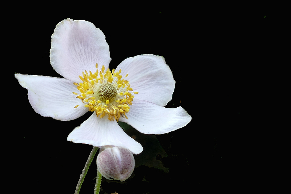 Mittwochsblümchen