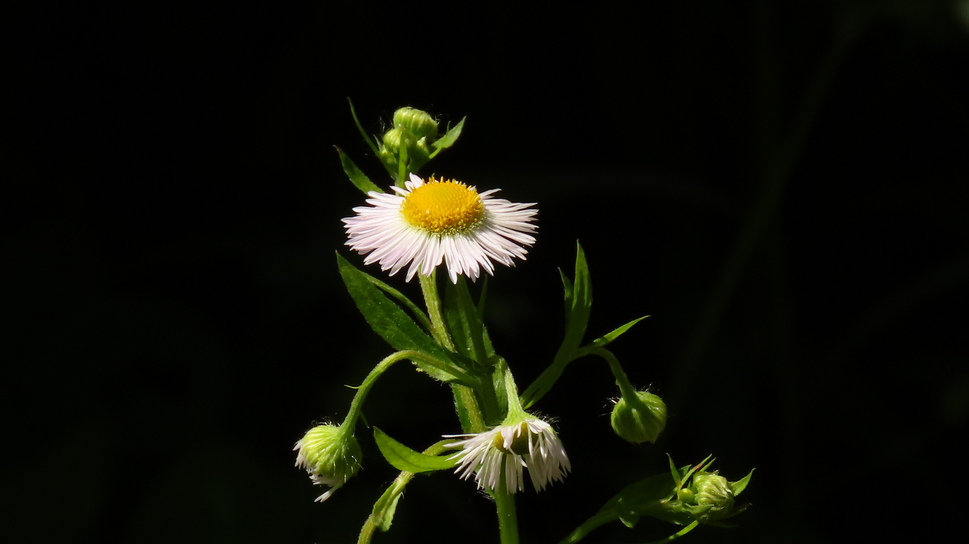 Mittwochsblümchen