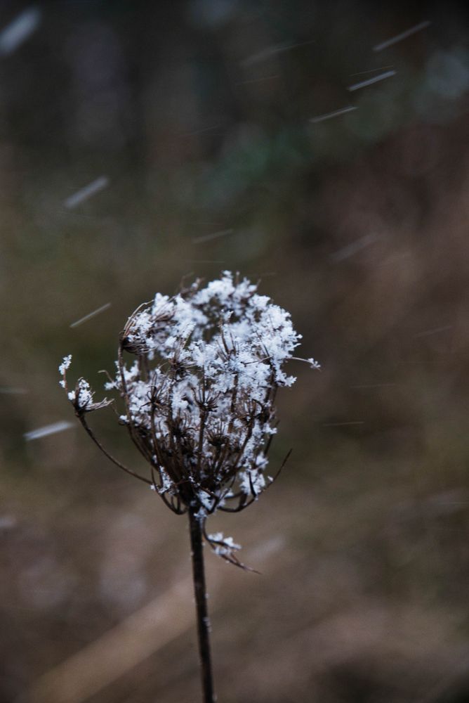 Mittwochsblümchen bei Schneefall